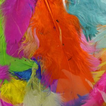 Exotic Feathers - Bag of 250 (4cm)